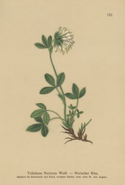 Kerma-apila (Trifolium Noricum) tekijältä German School