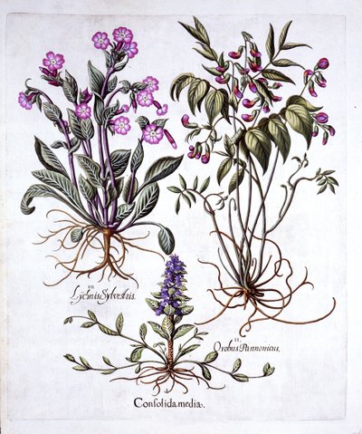 Creeping Bugle, Spring Vetch ja Red Campion, Hortus Eystettensis, kirjoittanut Basil Besler (1561-1629), pub. 1613 (käsinvärinen kaiverrus) tekijältä German School