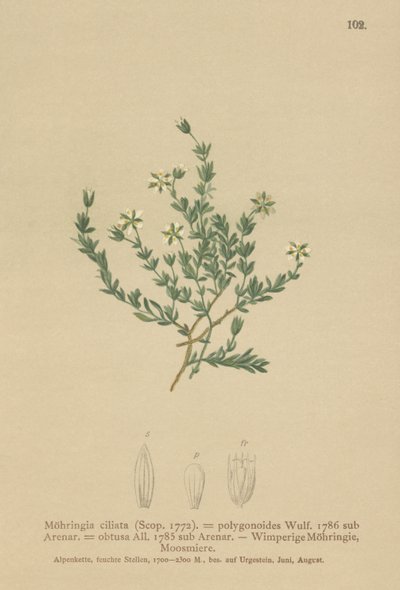 Hiipivä hiekkajuuri (Moehringia ciliata, Moehringia polygonoides, Arenaria obtusa) tekijältä German School