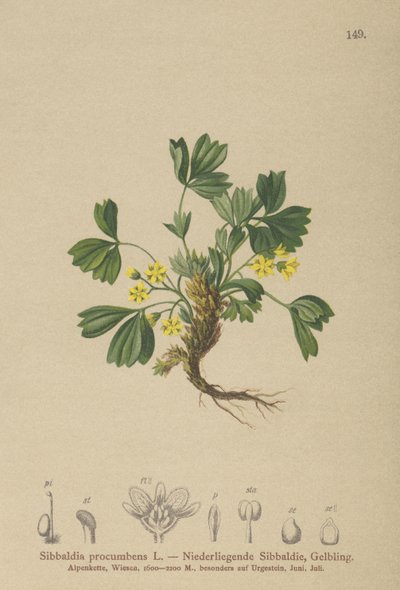 Hiipivä Sibbaldia (Sibbaldia procumbens) tekijältä German School