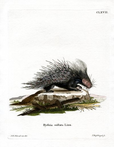 Crested Porcupine (värillinen kaiverrus) tekijältä German School