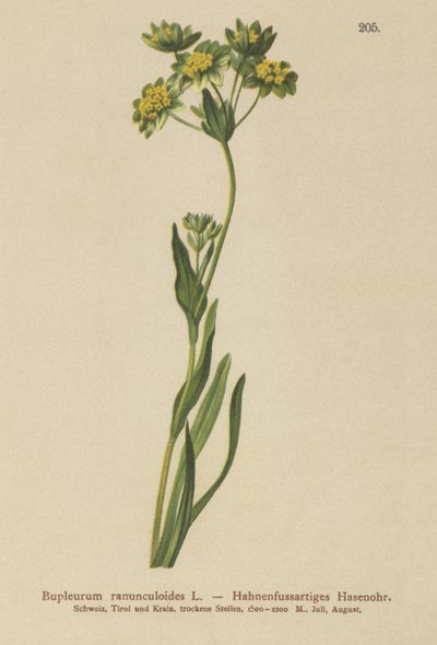 Varisjalka-lehtinen jäniskorva (Bupleurum ranunculoides) tekijältä German School