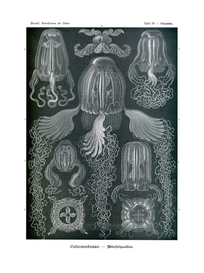Cubomedusae, 1899-1904 tekijältä German School