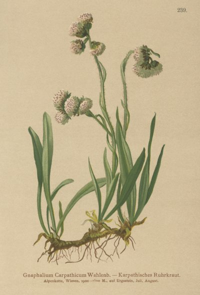 Cudweed (Gnaphalium Carpathicum) tekijältä German School