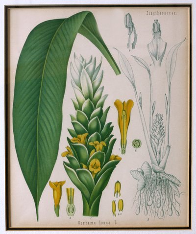 Curcuma longa (kurkuma) Franz Eugen Kohlerin Kohlers Medicinal Plantsilta tekijältä German School