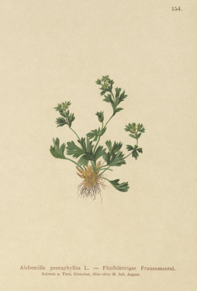 Leikattu lehtivaippa (Alchemilla pentaphyllea) tekijältä German School