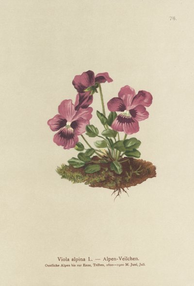 Syklaami, alppivioletti (Viola alpina) tekijältä German School