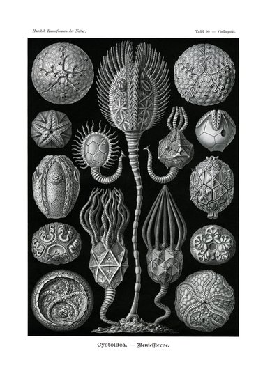 Cystoidea, 1899-1904 tekijältä German School