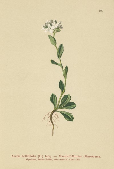 Daisyleaf Rock-cress (Arabis bellidifolia) tekijältä German School
