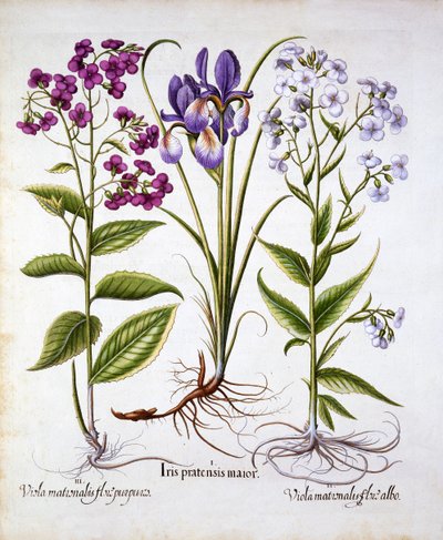 Dames Violet and a Field Iris, Hortus Eystettensis, kirjoittanut Basil Besler (1561-1629), pub. 1613 (käsinvärinen kaiverrus) tekijältä German School