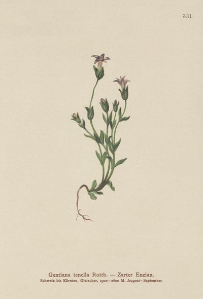 tanskalainen kääpiögentiaani (Gentiana tenella, Gentianella tenella, Comastoma tenellum) tekijältä German School