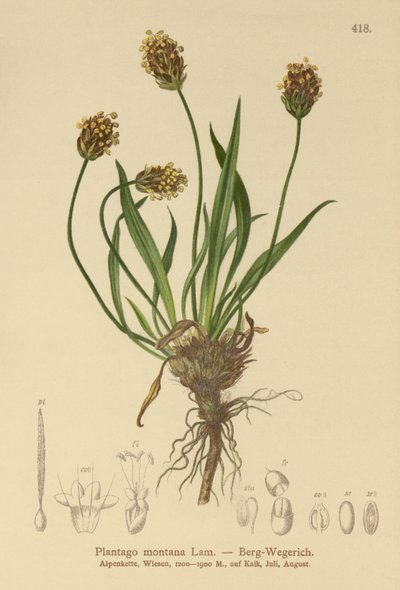 Dark Plantain (Plantago atrata, Plantago montana) tekijältä German School