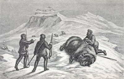 Death of the Musk Ox, pub. Lontoo 1874 tekijältä German School