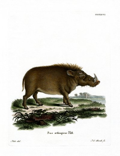 Desert Warthog (värillinen kaiverrus) tekijältä German School