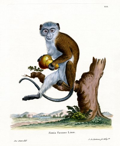 Diana Monkey (värillinen kaiverrus) tekijältä German School
