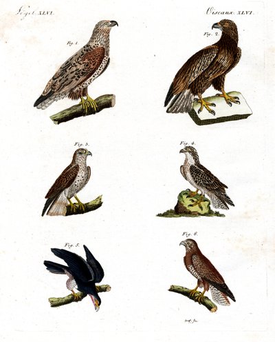 Erilaisia raptorit tekijältä German School