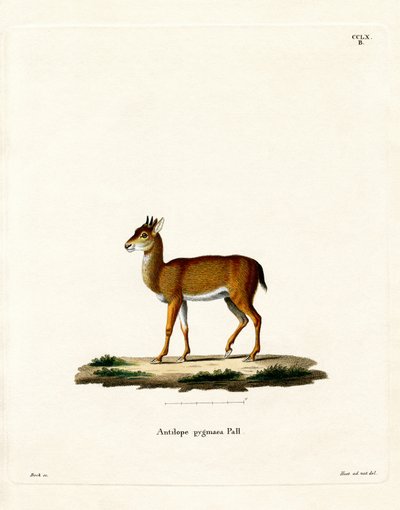 Dik-dik (värillinen kaiverrus) tekijältä German School