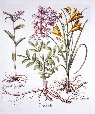 Dittany, White Helleborine ja Yellow Day Lily, Hortus Eystettensis, kirjoittanut Basil Besler (1561-1629), pub. 1613 (käsinvärinen kaiverrus) tekijältä German School