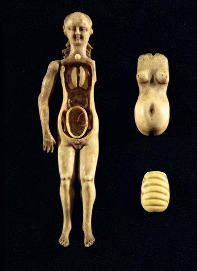 Nukke, joka näyttää ihmiskehon anatomian tekijältä German School