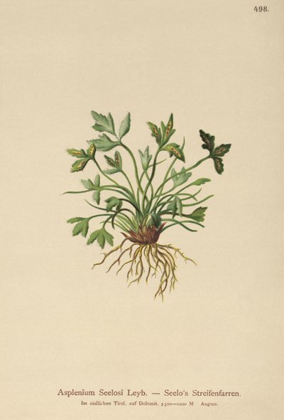 Dolomiittiperna (Asplenium Seelosii) tekijältä German School