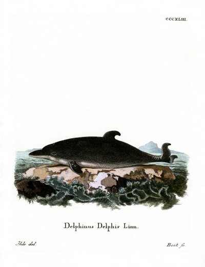 Dolphin (värillinen kaiverrus) tekijältä German School