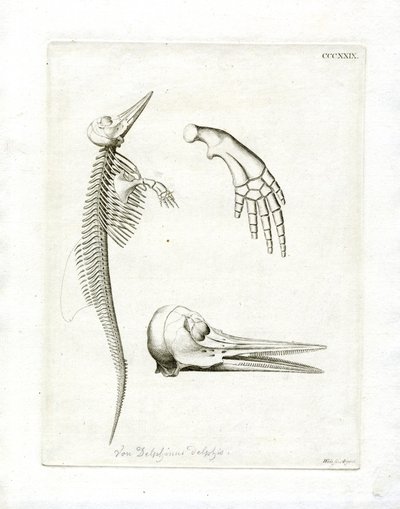 Dolphin Skeleton (värillinen kaiverrus) tekijältä German School
