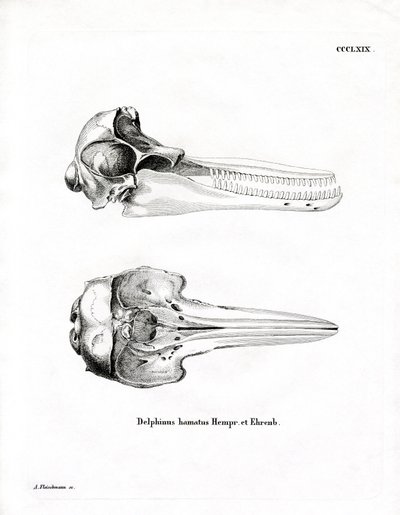 Dolphin Skull (värillinen kaiverrus) tekijältä German School