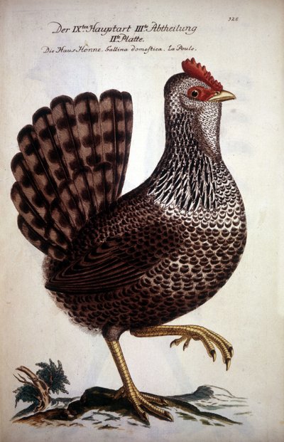 Kotikana - saksalainen tutkielma 1700-luvulta. tekijältä German School