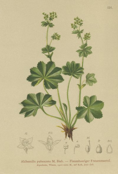 Downy Ladys Mantle (Alchemilla pubescens, Alchemilla glaucescens, ) tekijältä German School