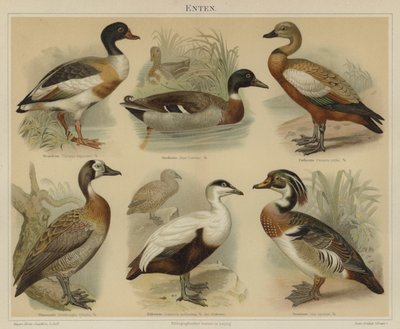 Ankat (väri litho) tekijältä German School