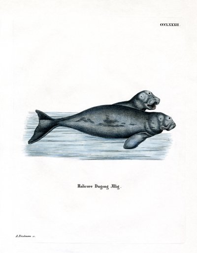 Dugong (värillinen kaiverrus) tekijältä German School