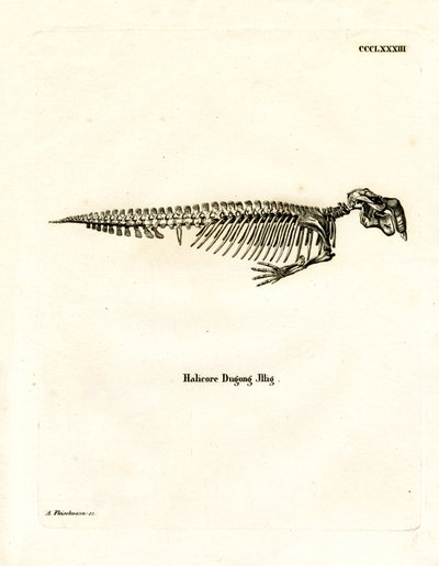 Dugong Skeleton (värillinen kaiverrus) tekijältä German School