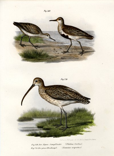 Dunlin, 1864 tekijältä German School