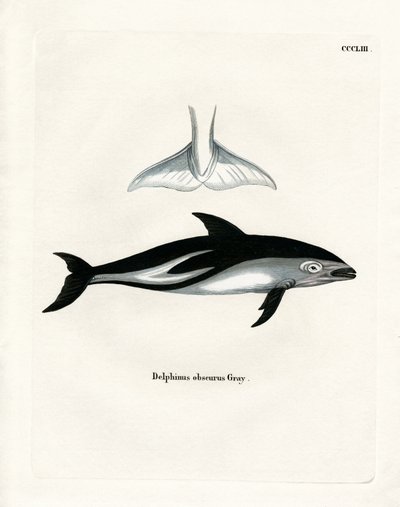 Dusky Dolphin (värillinen kaiverrus) tekijältä German School