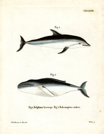 Dusky Dolphin (värillinen kaiverrus) tekijältä German School