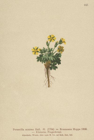 Dwarf Cinquefoil (Potentilla minima, Potentilla Brauneana, Potentilla dubia) tekijältä German School