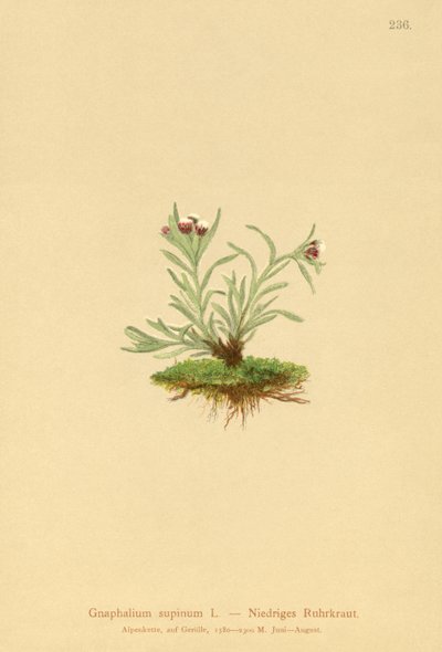 Kääpiökoho (Gnaphalium supineum) tekijältä German School