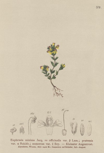 Dwarf Eyebright (Euphrasia minima, Euphrasia officinalis, Euphrasia pratensis var. nemorosa) tekijältä German School