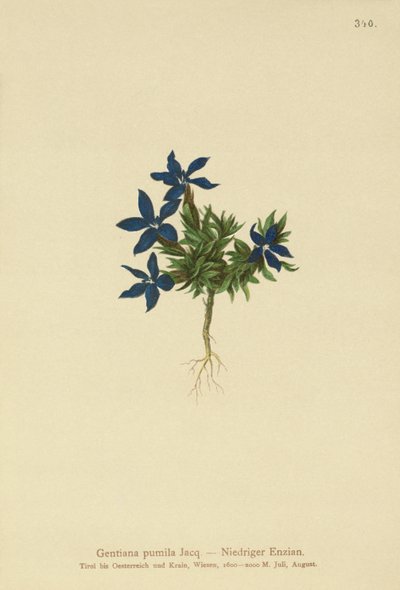 Kääpiö Gentian (Gentiana pumila) tekijältä German School