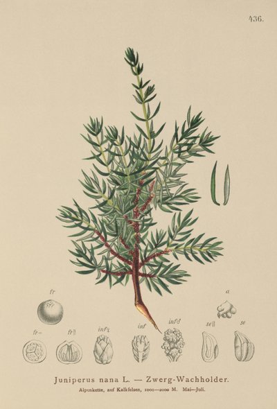 Kääpiökataja (Juniperus nana, Juniperus communis subsp. nana, Juniperus communis var. saxatilis) tekijältä German School
