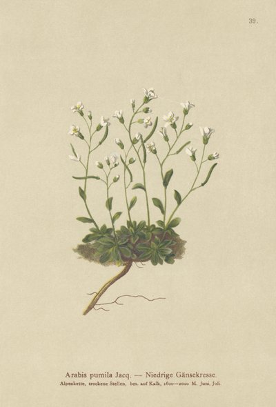 Dwarf Rockcress (Arabis pumila) tekijältä German School