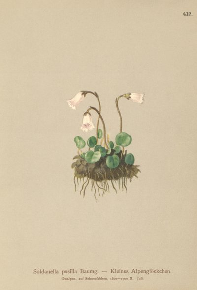 Kääpiölumikello (Soldanella pusilla, Soldanella alpicola) tekijältä German School