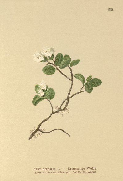 Kääpiöpaju (Salix herbacea) tekijältä German School