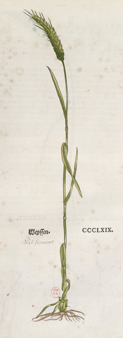 Vehnän tähkä, Leonhart Fuchsin (1501-66) Herbariumista, julkaistu Baselissa, 1555 (värikaiverrus) tekijältä German School