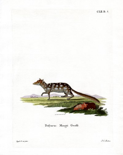 Eastern Quoll (värillinen kaiverrus) tekijältä German School