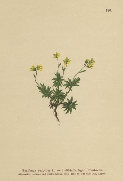 Saksifrage (Saxifraga sedoides) tekijältä German School