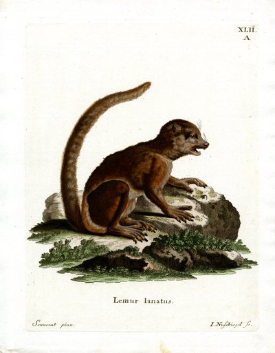 Eastern Woolly Lemur (värillinen kaiverrus) tekijältä German School