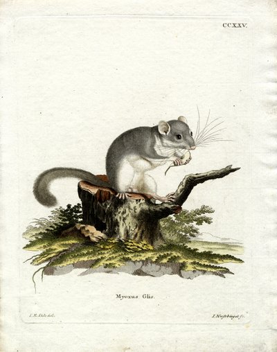 Syötävä dormouse (värillinen kaiverrus) tekijältä German School