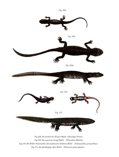 Edough Peninsula Ribbed Newt (väri litho) tekijältä German School