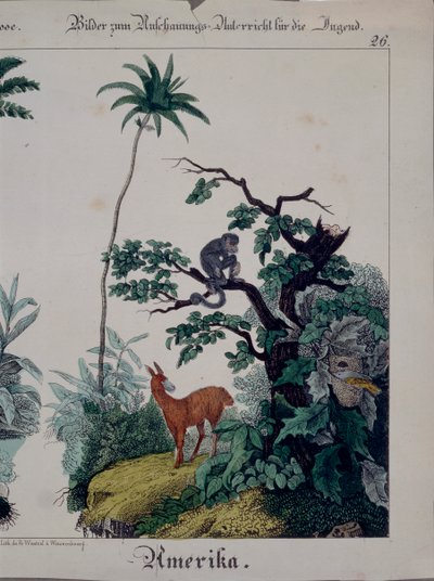 Koulutusjuliste Etelä-Amerikan kasvistosta ja eläimistöstä, oikealla puolella, julkaisija F. Wentzel, Weissenburg, 1840 (katso myös 379941) tekijältä German School